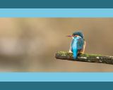 getphpbbimage.php?id=145444