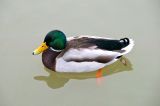 getphpbbimage.php?id=147544