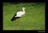 getphpbbimage.php?id=14833