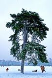 getphpbbimage.php?id=148437