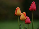 getphpbbimage.php?id=14880