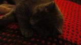 getphpbbimage.php?id=150731