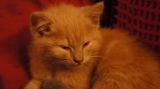 getphpbbimage.php?id=150735