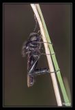 getphpbbimage.php?id=159037