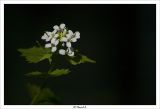 getphpbbimage.php?id=160445