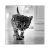 getphpbbimage.php?id=161180