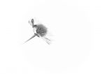 getphpbbimage.php?id=162521