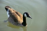 getphpbbimage.php?id=16334