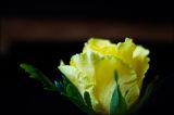 getphpbbimage.php?id=163612