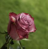 getphpbbimage.php?id=163708