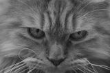 getphpbbimage.php?id=168590