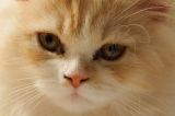 getphpbbimage.php?id=168591