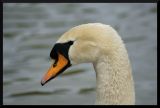 getphpbbimage.php?id=16935