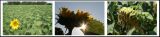 getphpbbimage.php?id=170795