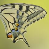 getphpbbimage.php?id=170907