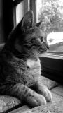 getphpbbimage.php?id=171879