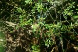 getphpbbimage.php?id=174876