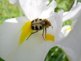 getphpbbimage.php?id=17582