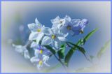 getphpbbimage.php?id=178442