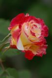 getphpbbimage.php?id=17887