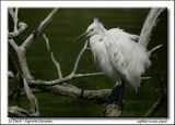 getphpbbimage.php?id=17901
