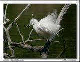 getphpbbimage.php?id=17902