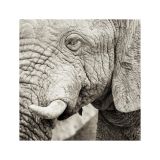 getphpbbimage.php?id=179431