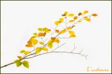 getphpbbimage.php?id=179726