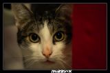 getphpbbimage.php?id=190232