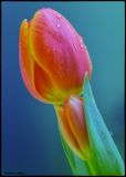 getphpbbimage.php?id=190355