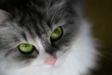 getphpbbimage.php?id=19203