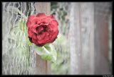 getphpbbimage.php?id=19298