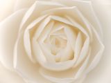 getphpbbimage.php?id=196857