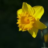 getphpbbimage.php?id=198621