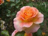 getphpbbimage.php?id=198627