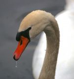 getphpbbimage.php?id=198734