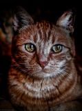 getphpbbimage.php?id=198892