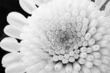 getphpbbimage.php?id=199239