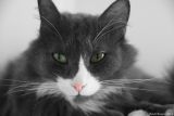 getphpbbimage.php?id=200619