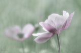 getphpbbimage.php?id=201324