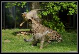 getphpbbimage.php?id=201424
