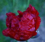 getphpbbimage.php?id=205183