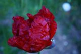 getphpbbimage.php?id=205203