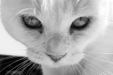getphpbbimage.php?id=205236
