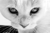 getphpbbimage.php?id=205327