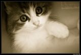 getphpbbimage.php?id=20713
