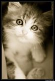 getphpbbimage.php?id=20714