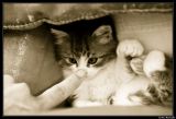 getphpbbimage.php?id=20716