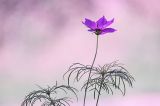 getphpbbimage.php?id=215958