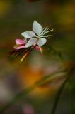 getphpbbimage.php?id=216084